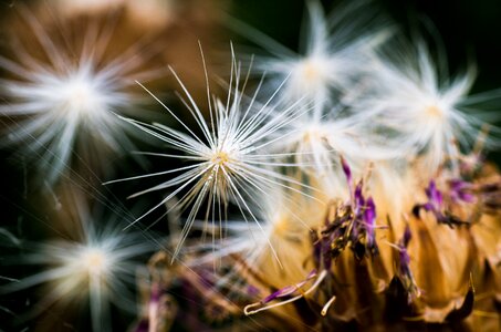 Autumn faded close up photo