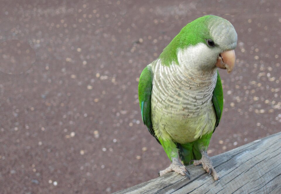 Green animal plumage