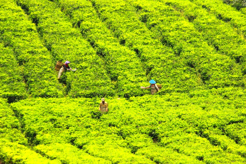 Farmer village work