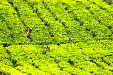 Farmer village work