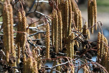 Plant branch twig