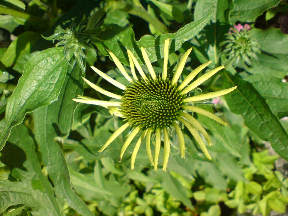 Nature prickly blossom