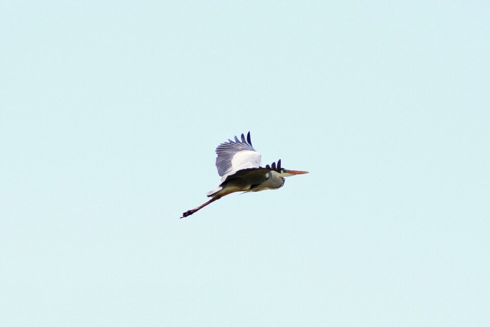 Heron gray heron wild animal