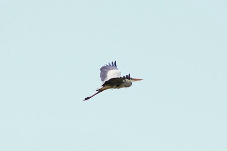 Heron gray heron wild animal photo