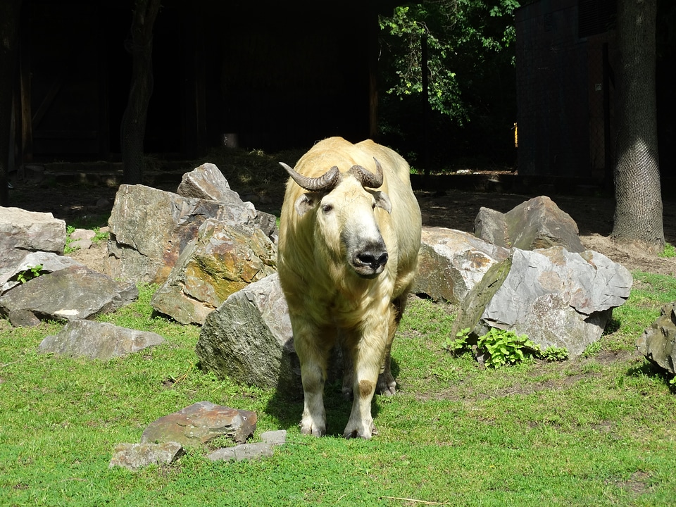 Goat-antelope animal nature
