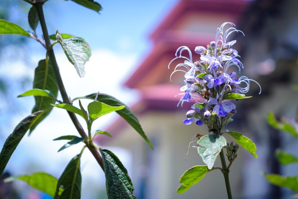 Spring summer plant