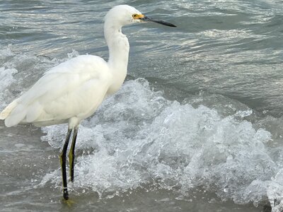 Snowy wildlife shoreline