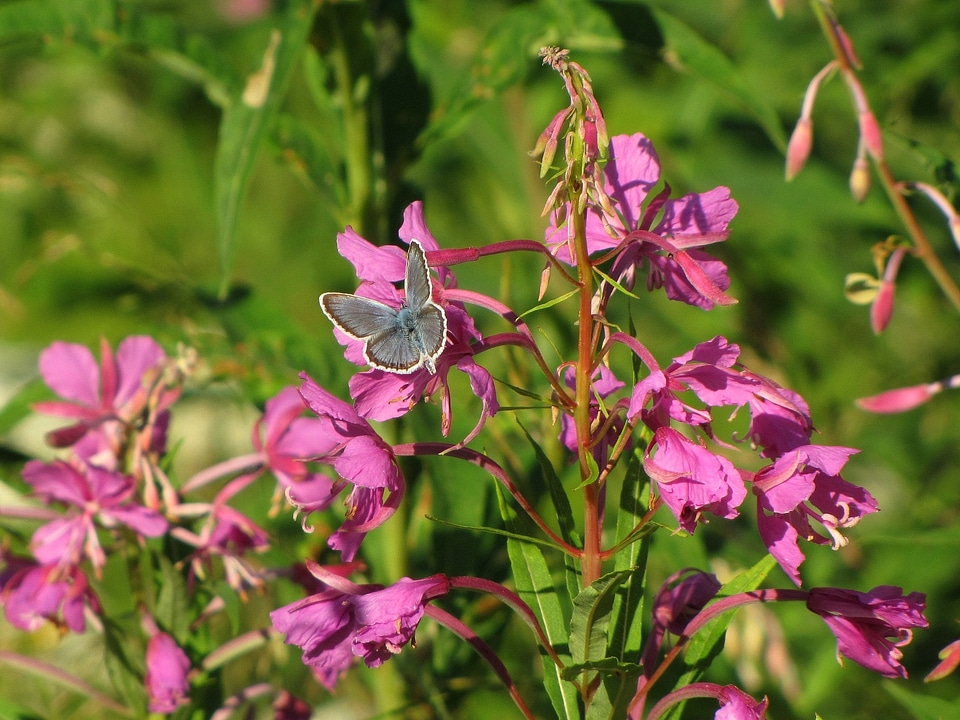 Blue wing butterfly chamerion angustifolium