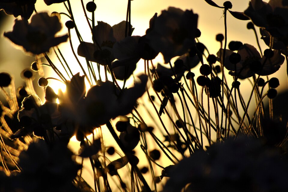 Bloom nature yellow