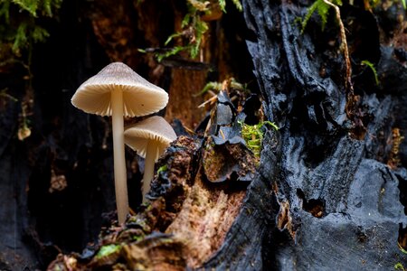 Sponge mini mushroom small mushroom