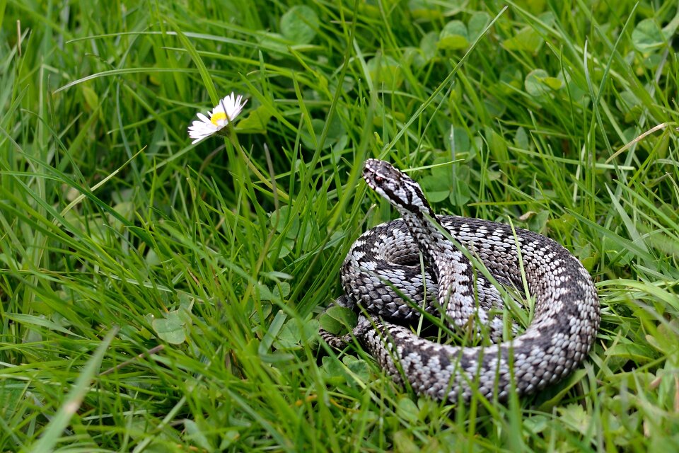 Snake viper general vipera berus