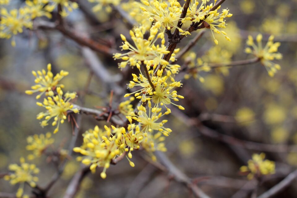 Cornelian cherry spring beautiful