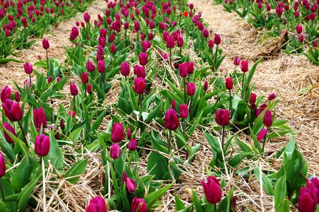 Picnic field of tulips flowers photo