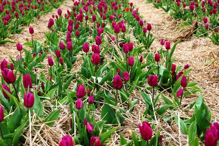 Picnic field of tulips flowers