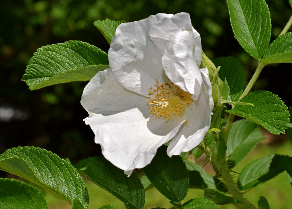 Blossom bloom nature