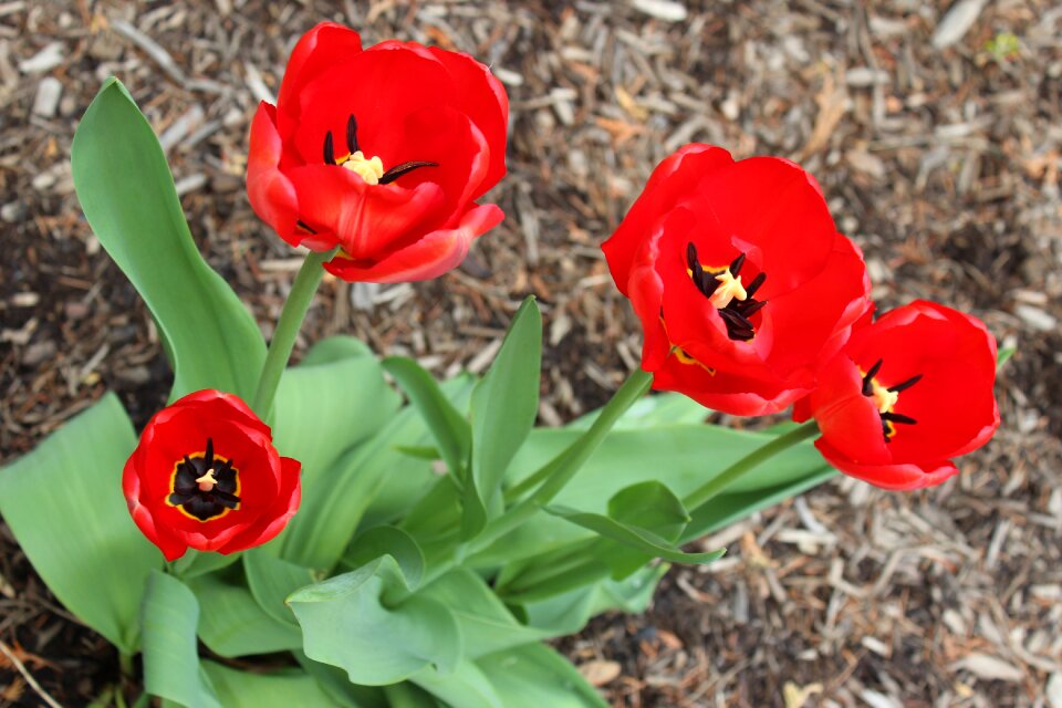 Spring red garden
