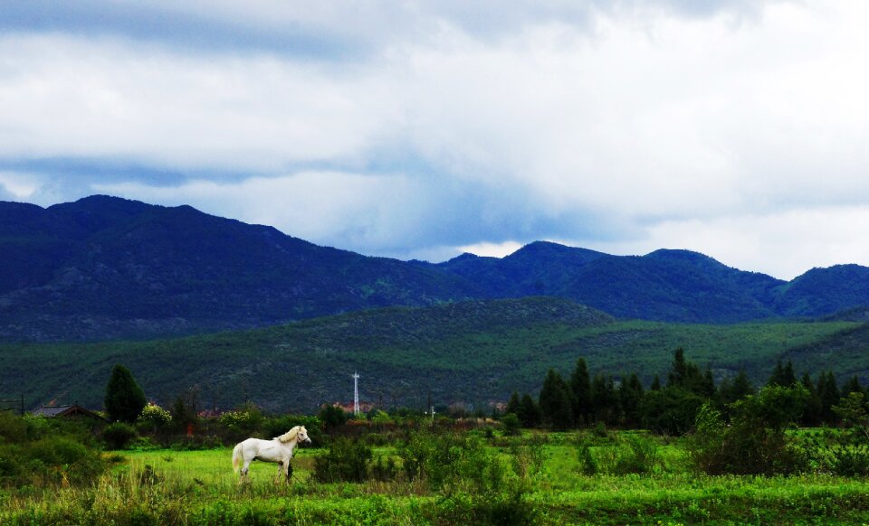 Distance riding flowers and plants