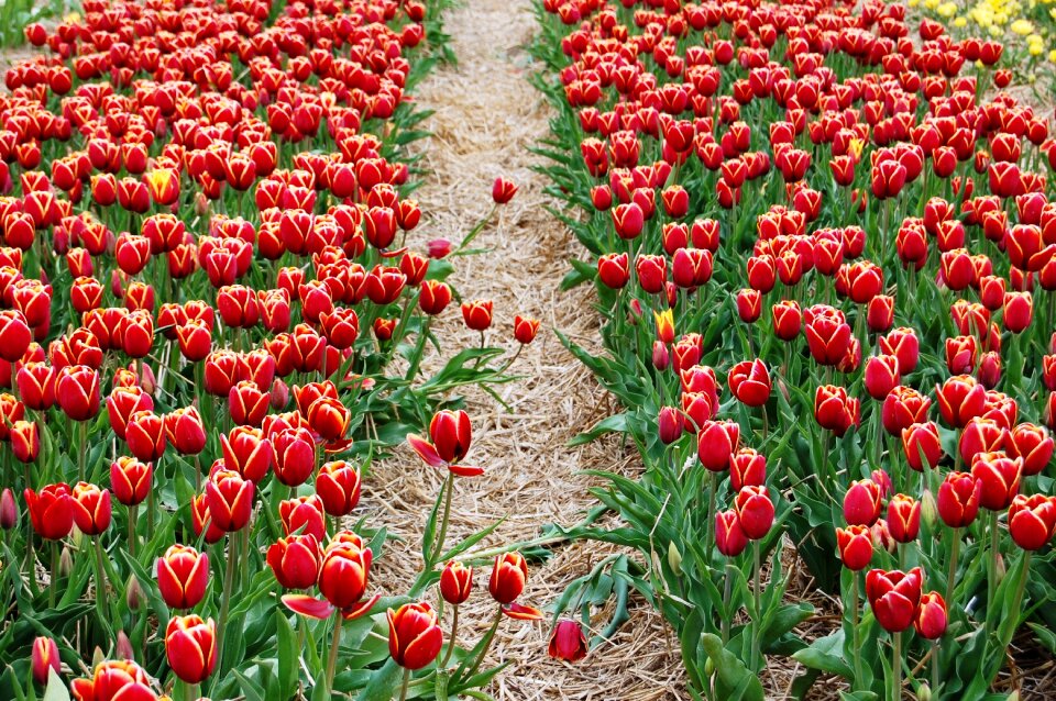 Picnic field of tulips flowers
