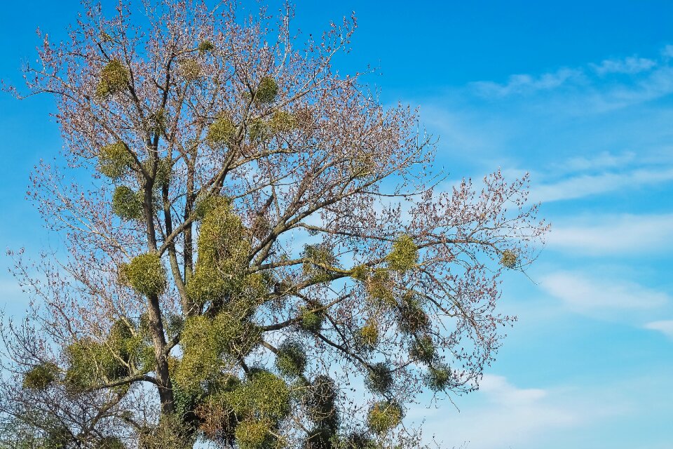 Bare branches blue mood