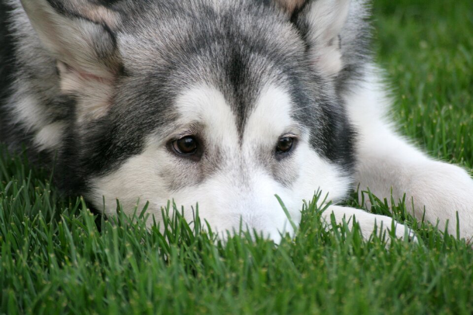 Dog sorrow each