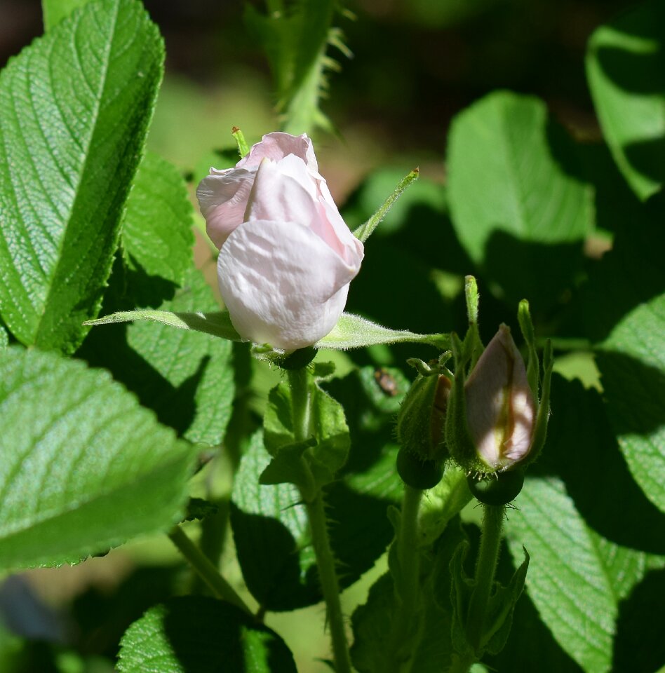 Blossom bloom bud