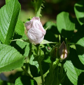 Blossom bloom bud photo