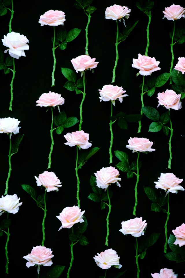 Rose flower pink roses