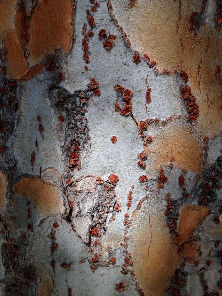 Organic nature natural