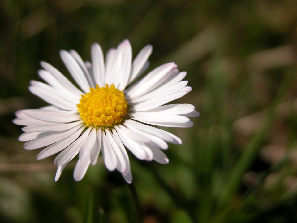White yellow white flower