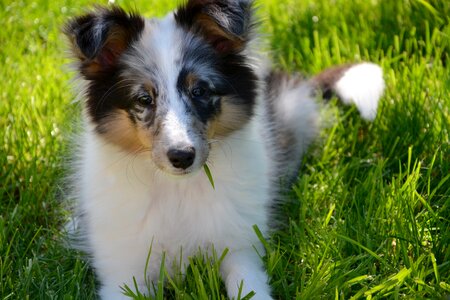 Female animal domestic animal