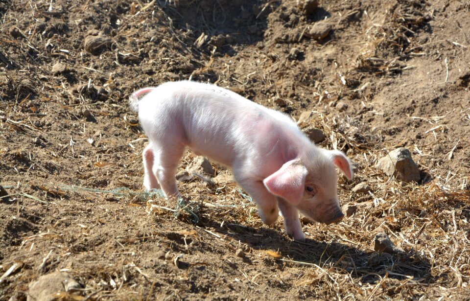 France animal breeding