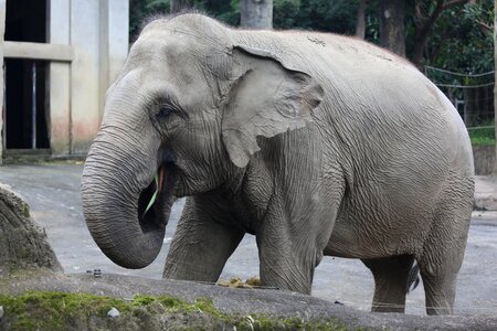 Pet elephants zoo