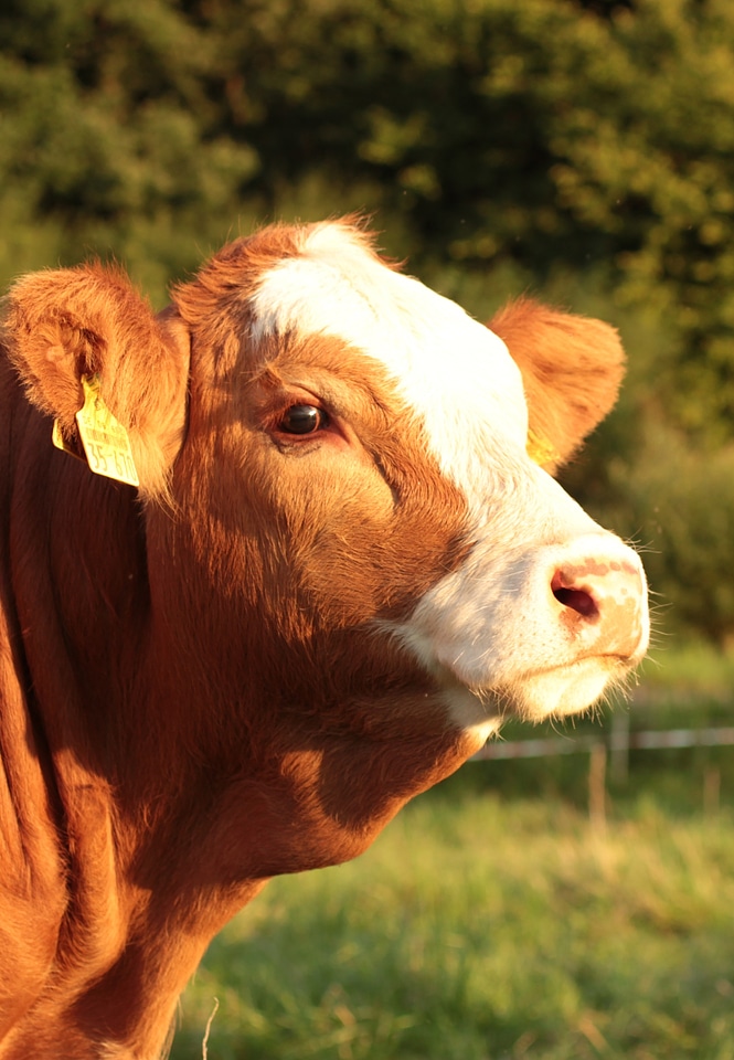 Pasture cows summer