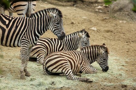 Pet zebra zoo