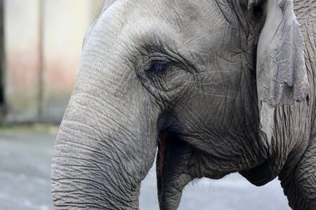 Pet elephants zoo