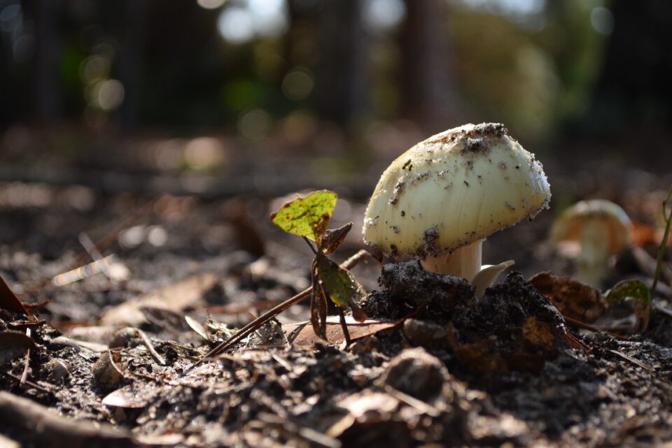 Fungus organic