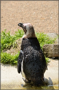 Holland amsterdam zoo