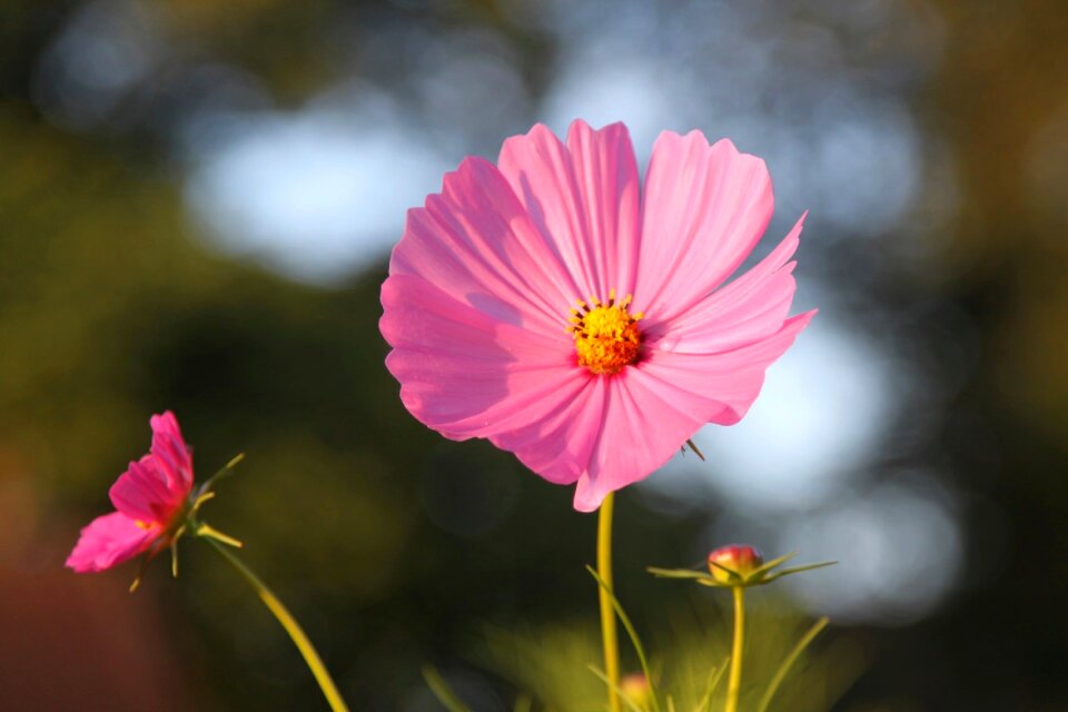 Blossom bloom impression