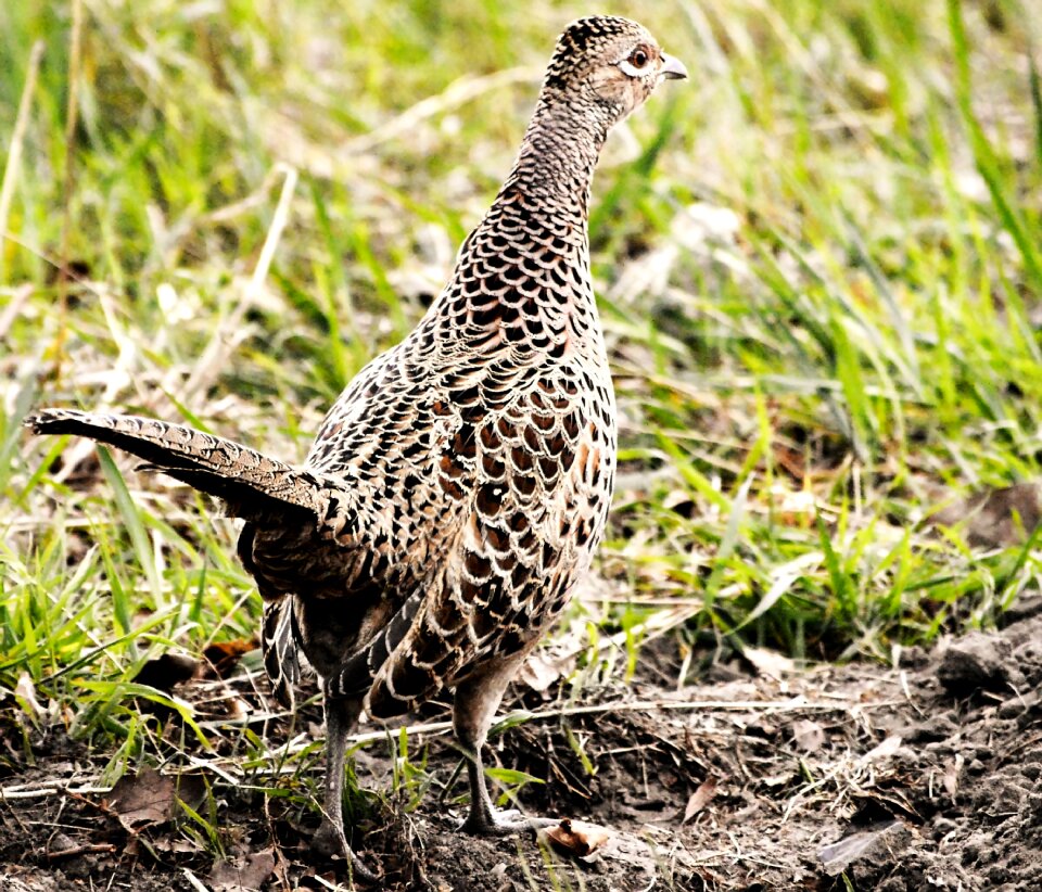 Plumage meadow field