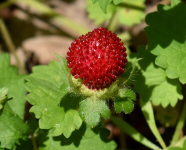 Fruit edible plant