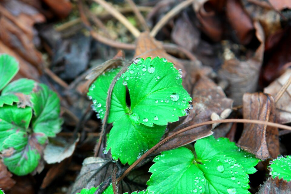 Strawberry leaf herb leaf