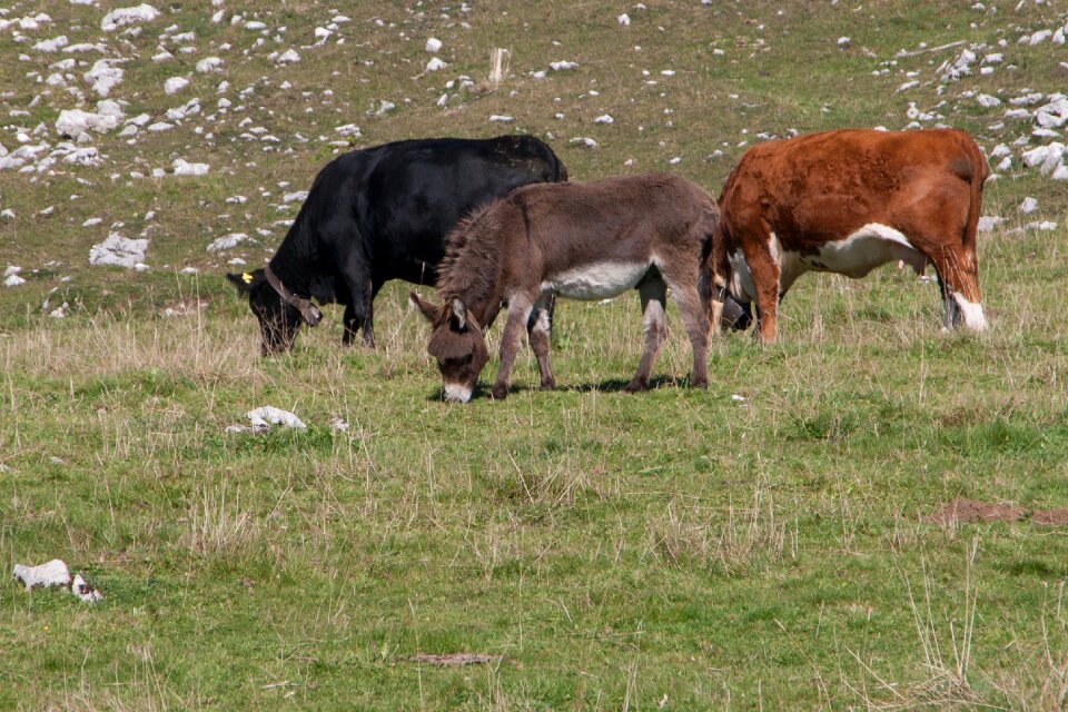Cattle peaceful breed community