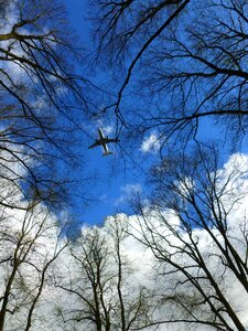 Trees wing blue photo