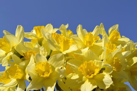 Spring spring flowers yellow flower