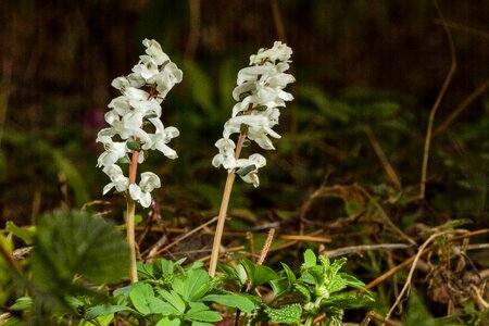 Early bloomer corydalis spring flower