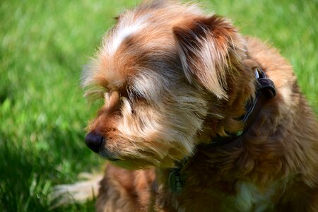 Pet animal portrait brown