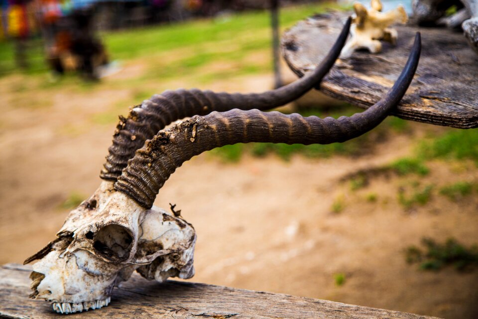 Wild antelope wildlife