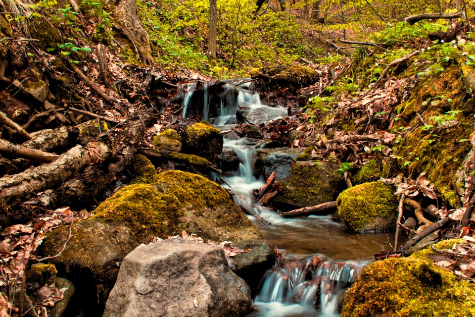 Forest trees slovakia