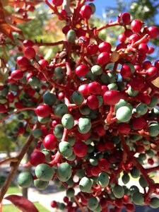 Berry red green
