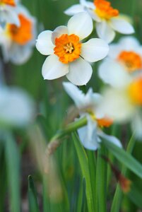 Narcissus flower Free photos photo